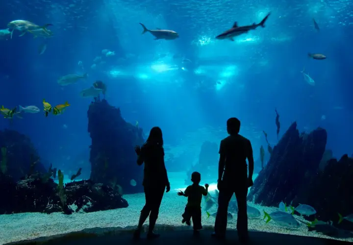 Najlepsze oceanaria w Polsce: odkryj tajemnice zoo oceanarium