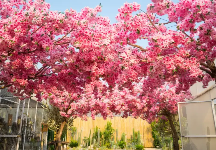 Kwiaty różowego sakura drzewa tworzą baldachim nad ogrodem kaktusów.