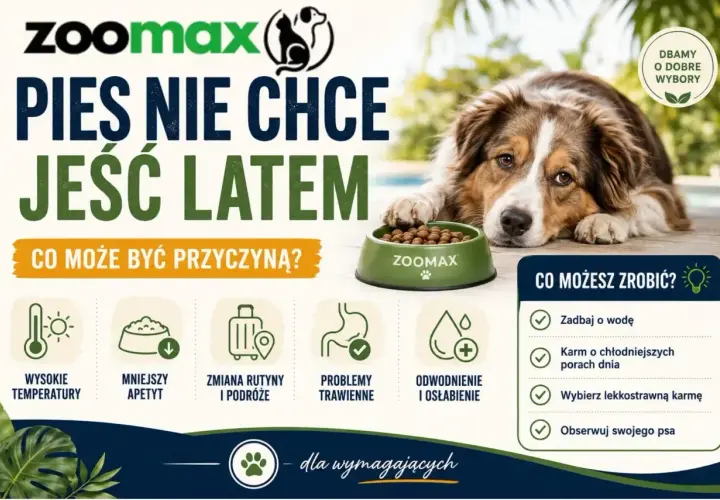 Smutny piesek obok miski z karmą. Dlaczego szczeniak nie chce jeść latem? Wysokie temperatury, mniejszy apetyt, problemy trawienne.