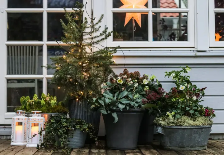 Julblommor i kruka skapar en mysig julkänsla på verandan. En liten gran med ljusslinga och vackra blommor i krukor.