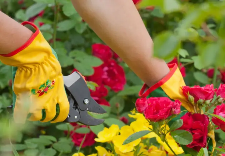 Maintenant, apprenons comment couper les roses fanées. Des mains gantées utilisent un sécateur pour tailler des roses rouges et jaunes.