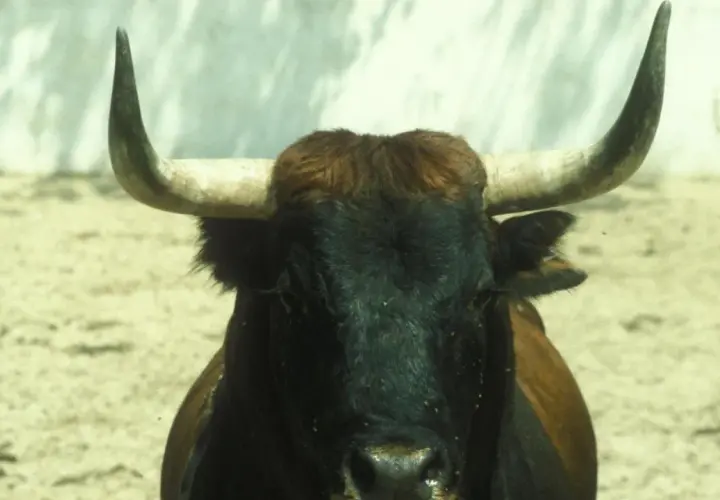 Toro bravo de la ganadería Carriquiri, con su imponente mirada y cuernos curvos, listo para la lidia.
