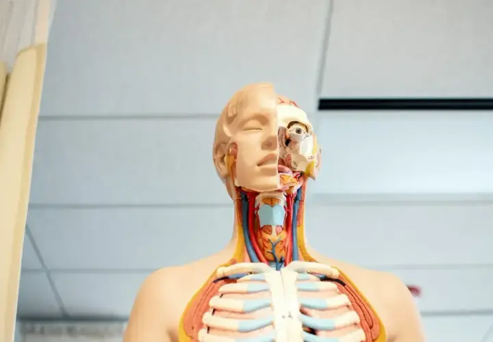 Model anatomiczny pokazuje szczegóły głowy i klatki piersiowej, w tym widoczne naczynia krwionośne i mięśnie szyi, gardło.