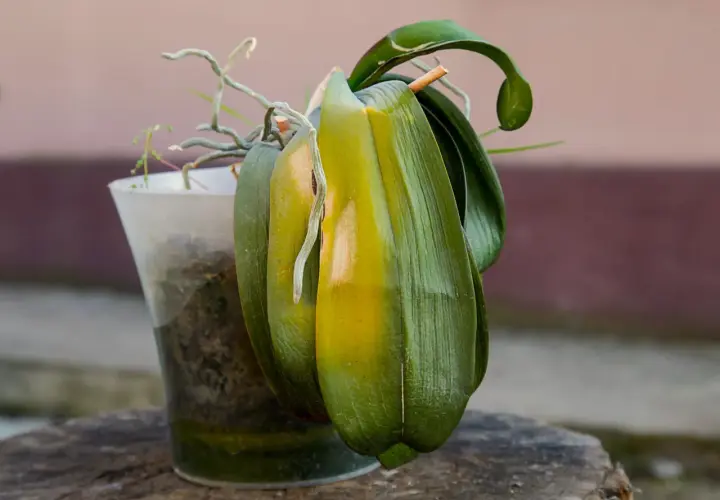 Orchidée fatiguée, feuilles jaunies. Comment faire refleurir une orchidée ? Conseils pour la revitaliser.