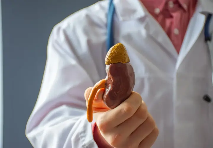 Lekarz trzyma model nerki, ilustrujący problem kamicy nerkowej.