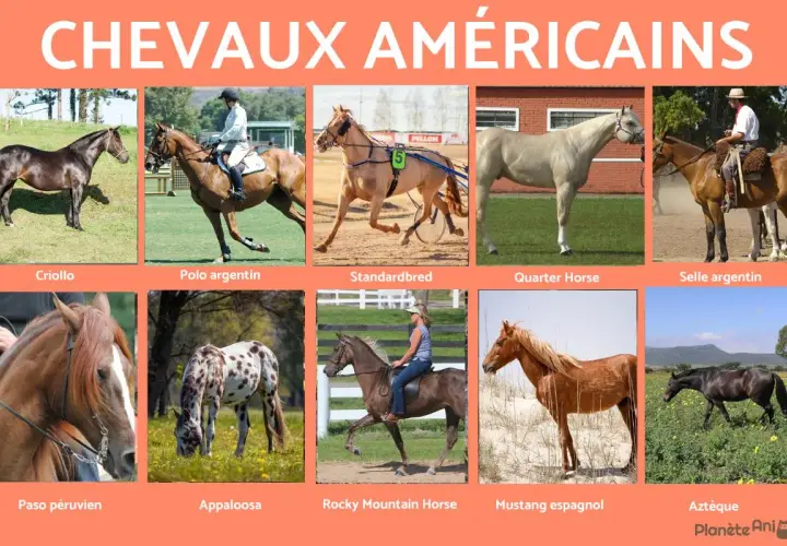Collection de chevaux américains : Criollo, Polo argentin, Standardbred, Quarter Horse, Selle argentin, Paso péruvien, Appaloosa, Rocky Mountain Horse, Mustang espagnol, Aztèque.