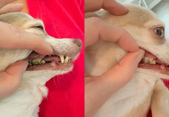 Side-by-side comparison showing a chihuahua's teeth before and after dog teeth cleaning. The left shows yellow, plaque-covered teeth, while the right shows cleaner, whiter teeth.