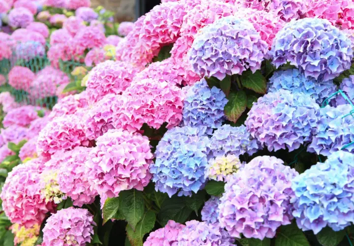 En blomsteräng med många hortensia sorter i nyanser av rosa och lila.