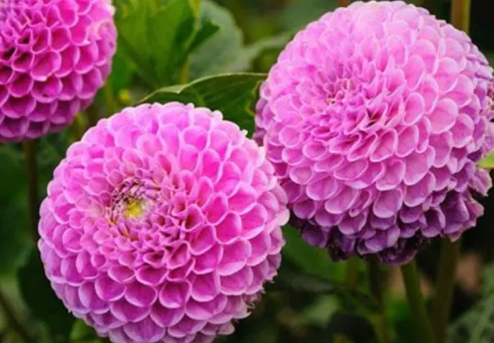 Magnifiques dahlias roses, parfaits pour savoir que planter en avril fleurs. Leurs pétales denses évoquent des pompons.