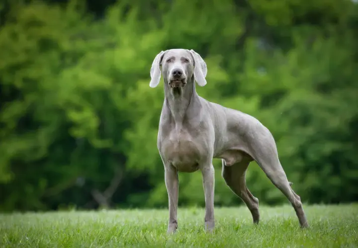 Ein eleganter Weimaraner Hund steht auf einer grünen Wiese vor einem unscharfen Hintergrund aus Bäumen.