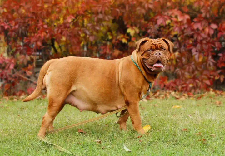 Perra Dogo de Burdeos con abdomen visible, indicativo de cómo saber si mi perra está embarazada. Fondo de hojas otoñales.