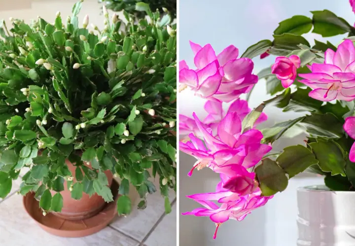 En grön kaktus med många knoppar och en annan kaktus med vackra rosa kaktus blommor.