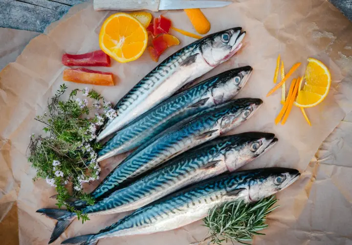 Czym się żywi makrela? Odkryj jej zaskakującą dietę morską