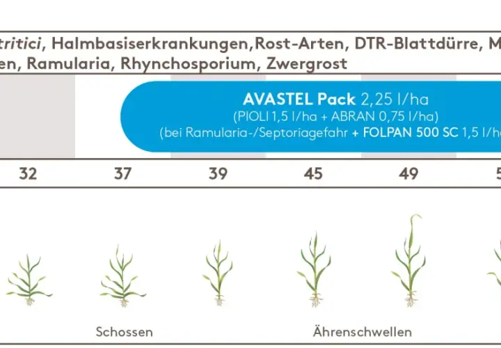 Weizen: Bekämpfung von Septoria tritici und anderen Krankheiten. Wachstumstadien von Schossen bis Ährenschieben.