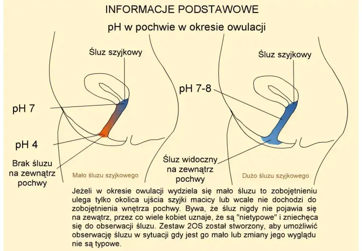 Schemat przedstawia zmiany pH i śluzu szyjkowego w pochwie podczas owulacji, kluczowe dla określenia dni płodnych.