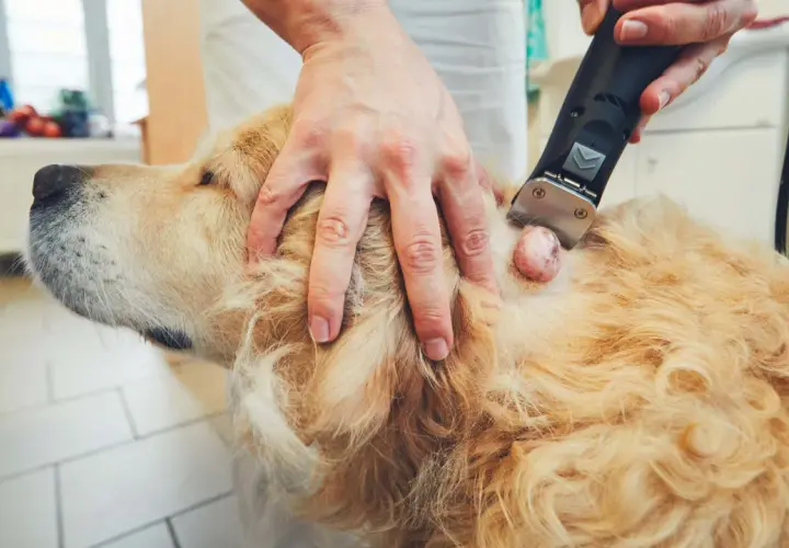 Weterynarz bada ruchomy guzek pod skórą u psa rasy golden retriever, przygotowując się do jego usunięcia.