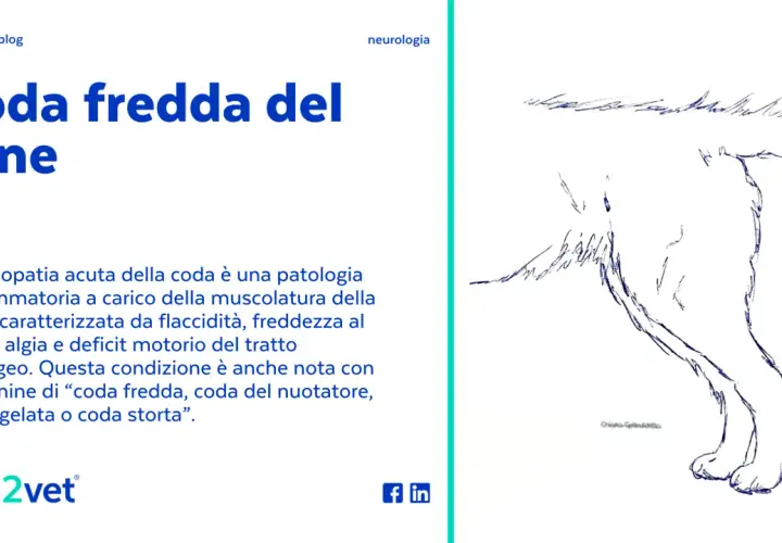 Disegno di un cane con la coda abbassata, che illustra la sindrome della coda fredda, una patologia infiammatoria.