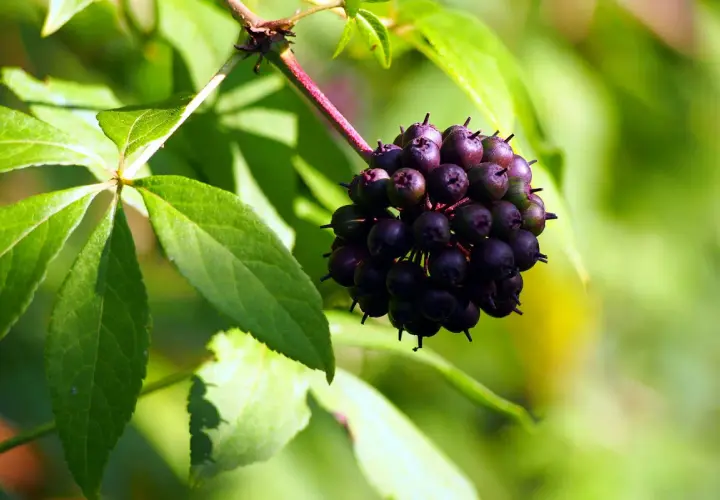 Grappolo di bacche scure, forse del ginseng siberiano, su un ramo con foglie verdi e sfondo sfocato.