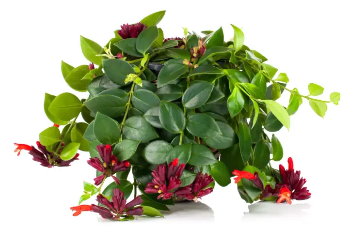Aeschynanthus marmoratus z ciemnozielonymi liśćmi i jaskrawoczerwonymi kwiatami w kształcie tuby, tworzący bujną kaskadę.