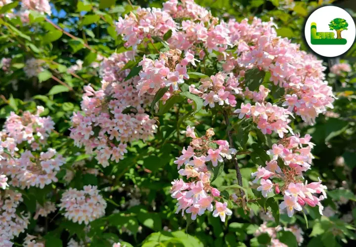 Zarte rosa Blüten der Kolkwitzie, bereit für den Rückschnitt.
