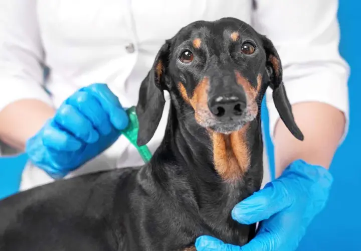 Un veterinario con guanti blu applica un antiparassitario a un cane bassotto. Protezione dai pappataci per il tuo cane.
