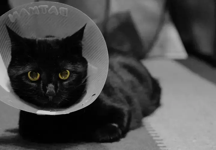 Chatte noire aux yeux d'or, portant une collerette après stérilisation. Elle semble un peu perdue.