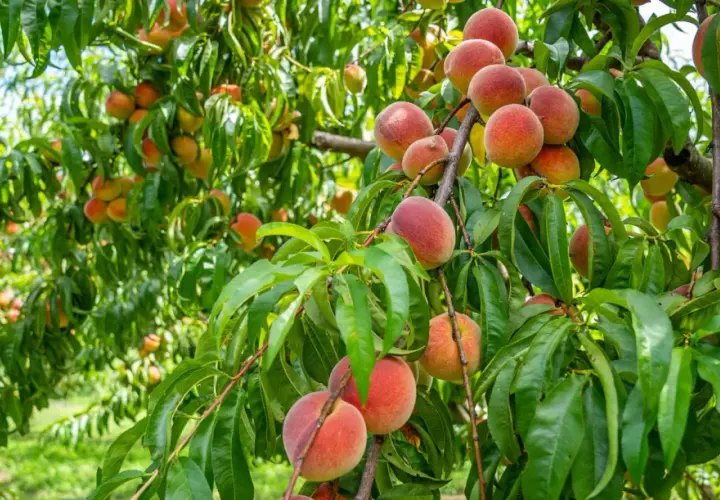 Un arbre fruitier nain porte une abondance de pêches mûres, leurs teintes rosées et orangées contrastant avec le feuillage vert luxuriant.
