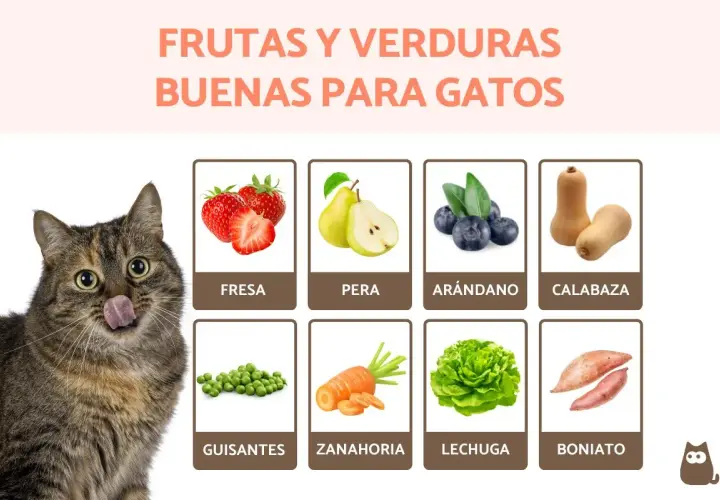 Un gato curioso mira fresas, peras, arándanos, calabaza, guisantes, zanahoria, lechuga y boniato, mostrando qué comen los gatos.
