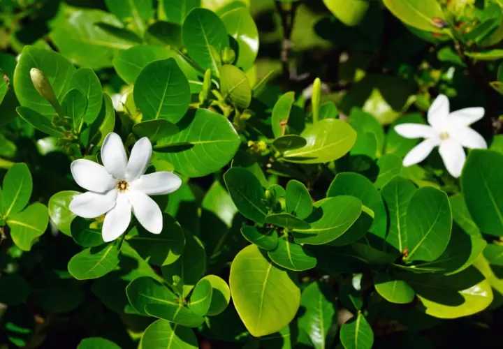 Białe kwiaty gardenia tahitańska wśród bujnych, zielonych liści.