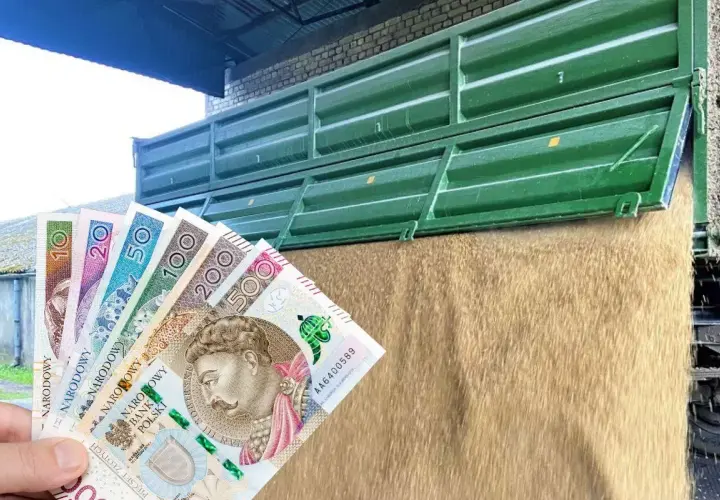 Zboże wysypujące się z przyczepy, w tle polskie banknoty. Widać, że cena owsa jest wysoka.