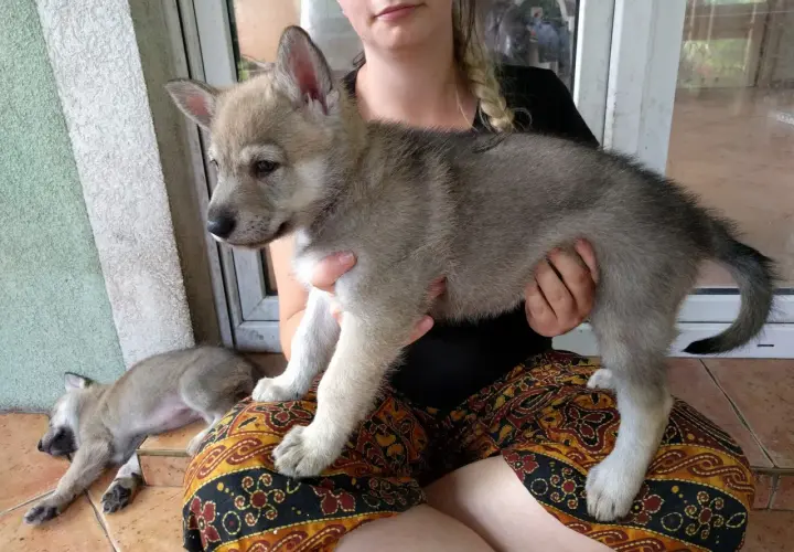 Dziewczyna trzyma szczenię wilczaka amerykańskiego. Obok śpi drugi maluch.