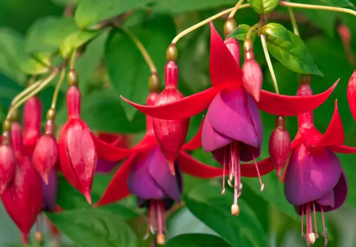 Colgantes pendientes de la reina planta, con pétalos rojos y morados, adornan un jardín exuberante.