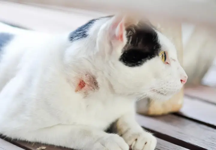 Gato blanco y negro con una herida en el cuello. Un gato puede morir por un absceso si no se trata.
