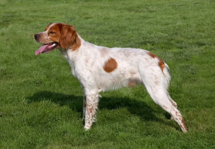 Un perro bretón, con su pelaje blanco y manchas naranjas, descansa en la hierba verde, con la lengua fuera y la mirada atenta.