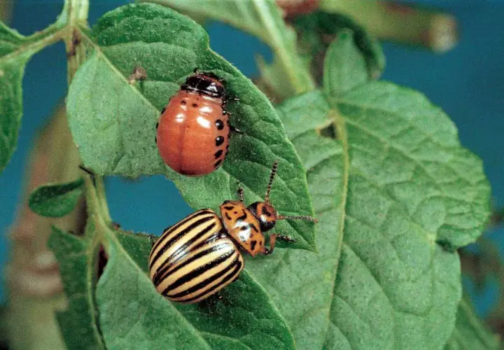 Due coleotteri dorifora su una foglia di patata. Uno è arancione con macchie nere, l'altro è giallo a strisce nere.