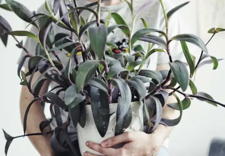 En person håller en krukväxt med mörklila blad, en vacker tradescantia pallida.