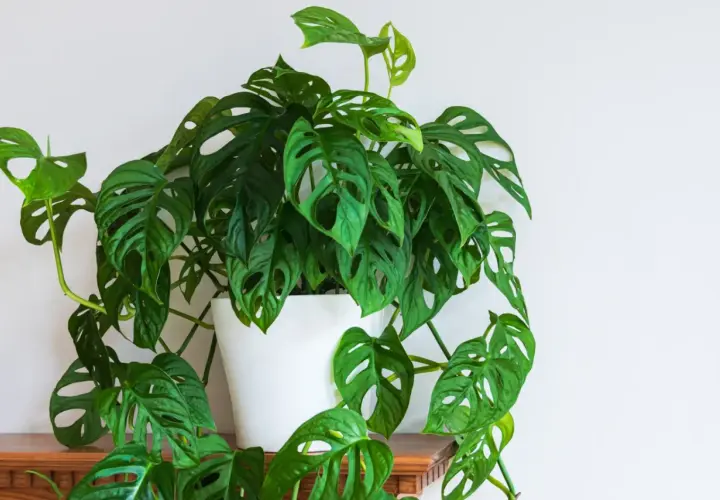 Monstera adansonii z nowymi, jasnozielonymi liśćmi, które właśnie wypuszcza, tworząc bujną kaskadę.