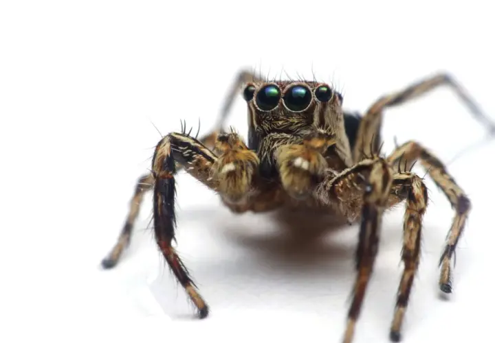 Makro zbliżenie pająka skaczącego, którego oczy mogą wywołać arachnofobię.