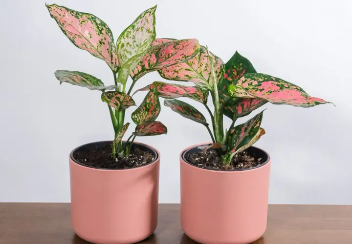 Dwa doniczkowe aglaonema kwiaty z różowo-zielonymi liśćmi, stojące na drewnianym blacie.
