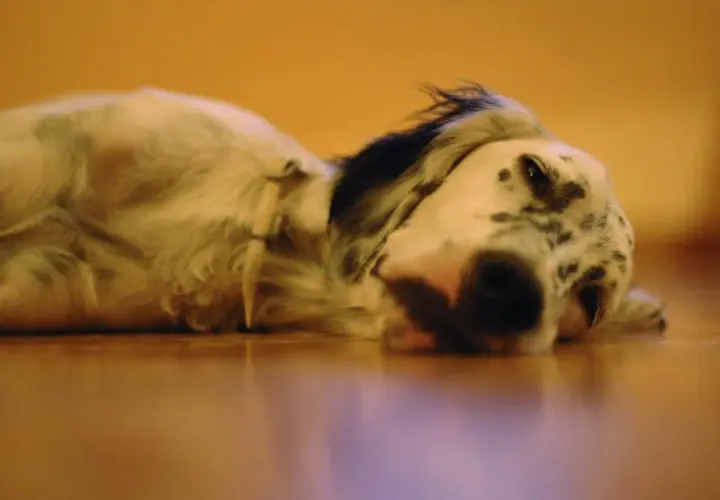 Un perro dálmata en letargo, descansando plácidamente sobre un suelo de madera.