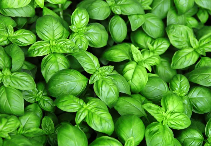 Świeża bazylia, idealna do pesto. Gdzie kupić? W sklepach ogrodniczych lub na targu.