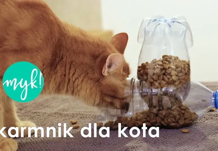 Dozownik karmy dla psa DIY: Zrób to sam, bezpiecznie i tanio!