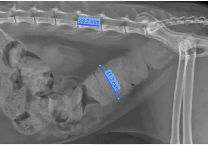 Radiograph showing a cat's abdomen with a severely dilated colon, indicative of megacolon. The colon measures 41.2 mm in diameter.