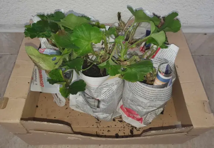 Pelargonie w doniczkach, owinięte gazetami, czekają w kartonie. To prosty sposób, jak przezimować pelargonie w kartonie, by cieszyć się nimi wiosną.