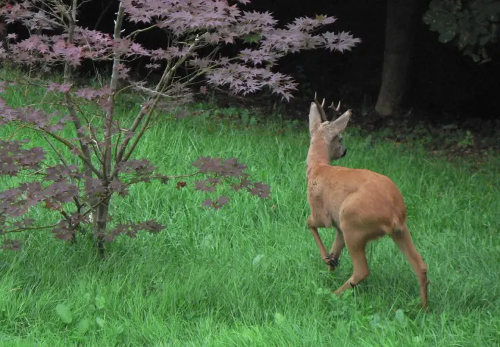 Ein junges Reh mit Geweih rennt über eine grüne Wiese. Es sucht nach leckerem rehe futter unter dem japanischen Ahorn.
