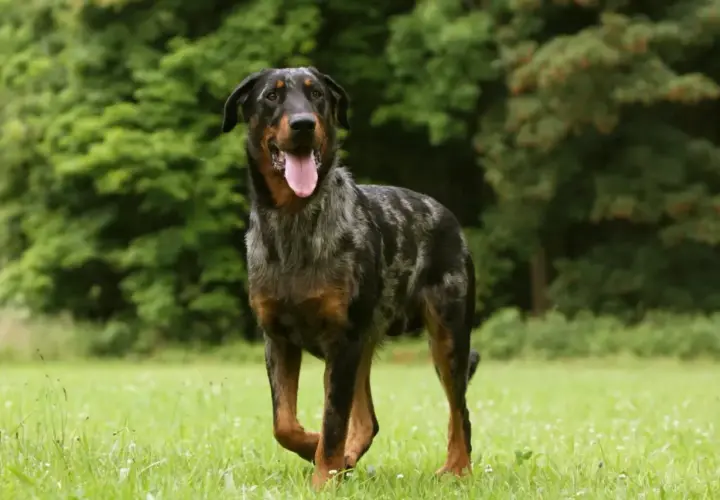 Piękny owczarek francuski beauceron z merle umaszczeniem, z językiem na wierzchu, stoi na zielonej łące.