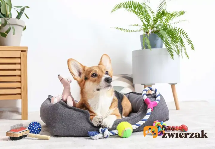 Jak zrobić bezpieczną zabawkę dla psa z butelki? Poradnik DIY