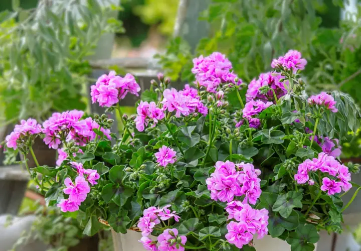 Kaskada różowych kwiatów pelargonii zwisającej pełnej w donicy, otoczona zielonymi liśćmi.