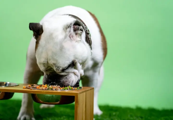 Buldog angielski je smaczny posiłek. Zastanawiasz się, ile powinien jeść pies 5 kg?