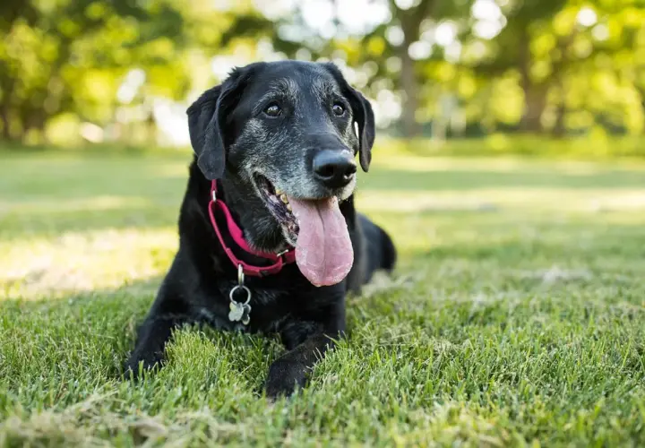 A senior black lab rests in the grass, its muzzle graying. Observing its teeth and coat can help tell how old a dog is.